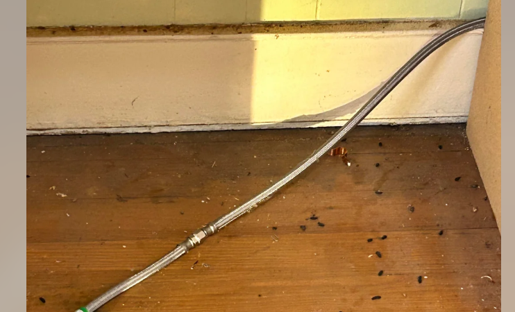 Is that poop from 3 years ago, or last night?